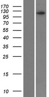 ZNF518B Protein - Western validation with an anti-DDK antibody * L: Control HEK293 lysate R: Over-expression lysate