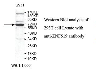 ZNF519 Antibody