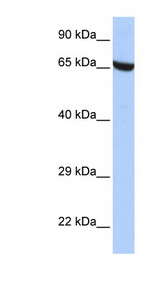 ZNF528 Antibody - ZNF528 antibody Western blot of HepG2 cell lysate. This image was taken for the unconjugated form of this product. Other forms have not been tested.