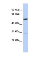 ZNF529 Antibody - ZNF529 antibody Western blot of Jurkat lysate. This image was taken for the unconjugated form of this product. Other forms have not been tested.