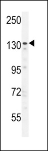 ZNF536 Antibody - ZNF536 Antibody western blot of U251 cell line lysates (35 ug/lane). The ZNF536 antibody detected the ZNF536 protein (arrow).