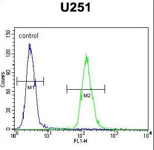 ZNF536 Antibody - ZNF536 Antibody flow cytometry of U251 cells (right histogram) compared to a negative control cell (left histogram). FITC-conjugated goat-anti-rabbit secondary antibodies were used for the analysis.