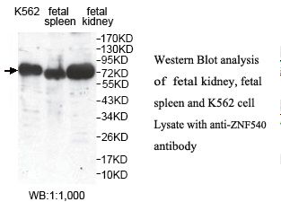 ZNF540 Antibody