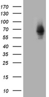 ZNF543 Antibody - HEK293T cells were transfected with the pCMV6-ENTRY control. (Left lane) or pCMV6-ENTRY ZNF543. (Right lane) cDNA for 48 hrs and lysed. Equivalent amounts of cell lysates. (5 ug per lane) were separated by SDS-PAGE and immunoblotted with anti-ZNF543. (1:2000)