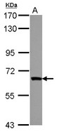 ZNF543 Antibody - Sample (30 ug of whole cell lysate) A: NT2D1 7.5% SDS PAGE ZNF543 antibody diluted at 1:1000