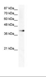 ZNF556 Antibody - HepG2 Cell Lysate.  This image was taken for the unconjugated form of this product. Other forms have not been tested.