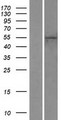 ZNF556 Protein - Western validation with an anti-DDK antibody * L: Control HEK293 lysate R: Over-expression lysate