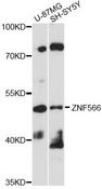ZNF566 Antibody - Western blot analysis of extracts of various cell lines, using ZNF566 antibody at 1:1000 dilution. The secondary antibody used was an HRP Goat Anti-Rabbit IgG (H+L) at 1:10000 dilution. Lysates were loaded 25ug per lane and 3% nonfat dry milk in TBST was used for blocking. An ECL Kit was used for detection and the exposure time was 30s.