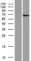 ZNF57 Protein - Western validation with an anti-DDK antibody * L: Control HEK293 lysate R: Over-expression lysate