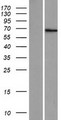 ZNF57 Protein - Western validation with an anti-DDK antibody * L: Control HEK293 lysate R: Over-expression lysate