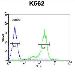ZNF572 Antibody - ZN572 Antibody flow cytometry of K562 cells (right histogram) compared to a negative control cell (left histogram). FITC-conjugated goat-anti-rabbit secondary antibodies were used for the analysis.