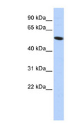 ZNF572 Antibody - ZNF572 antibody Western blot of HepG2 cell lysate. This image was taken for the unconjugated form of this product. Other forms have not been tested.