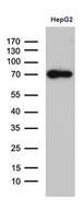 ZNF572 Antibody - Western blot analysis of extracts. (35ug) from HepG2 cell line by using anti-ZNF572 monoclonal antibody. (1:500)