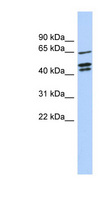 ZNF578 Antibody - ZNF578 antibody Western blot of SH-SYSY lysate. This image was taken for the unconjugated form of this product. Other forms have not been tested.