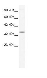 ZNF589 Antibody - HepG2 Cell Lysate.  This image was taken for the unconjugated form of this product. Other forms have not been tested.