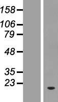 ZNF593 Protein - Western validation with an anti-DDK antibody * L: Control HEK293 lysate R: Over-expression lysate