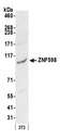 ZNF598 Antibody - Detection of mouse ZNF598 by western blot. Samples: Whole cell lysate (50 µg) from NIH 3T3 cells prepared using NETN lysis buffer. Antibody: Affinity purified rabbit anti-ZNF598 antibody used for WB at 0.04 µg/ml. Detection: Chemiluminescence with an exposure time of 3 minutes.