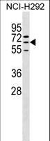 ZNF599 Antibody - ZNF599 Antibody western blot of NCI-H292 cell line lysates (35 ug/lane). The ZNF599 Antibody detected the ZNF599 protein (arrow).