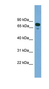 ZNF599 Antibody - ZNF599 antibody Western blot of 293T cell lysate. This image was taken for the unconjugated form of this product. Other forms have not been tested.