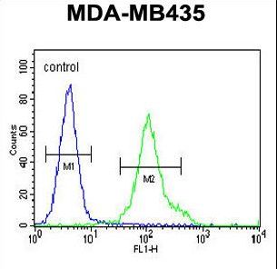 ZNF605 Antibody - ZNF605 Antibody flow cytometry of MDA-MB435 cells (right histogram) compared to a negative control cell (left histogram). FITC-conjugated goat-anti-rabbit secondary antibodies were used for the analysis.