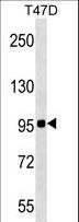 ZNF606 Antibody - ZNF606 Antibody western blot of T47D cell line lysates (35 ug/lane). The ZNF606 antibody detected the ZNF606 protein (arrow).