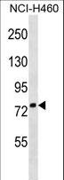 ZNF607 Antibody - ZNF607 Antibody western blot of NCI-H460 cell line lysates (35 ug/lane). The ZNF607 antibody detected the ZNF607 protein (arrow).
