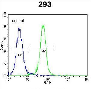 ZNF611 Antibody - ZNF611 Antibody flow cytometry of 293 cells (right histogram) compared to a negative control cell (left histogram). FITC-conjugated goat-anti-rabbit secondary antibodies were used for the analysis.