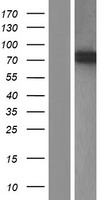 ZNF618 Protein - Western validation with an anti-DDK antibody * L: Control HEK293 lysate R: Over-expression lysate