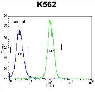 ZNF619 Antibody - ZNF619 Antibody flow cytometry of K562 cells (right histogram) compared to a negative control cell (left histogram). FITC-conjugated goat-anti-rabbit secondary antibodies were used for the analysis.