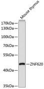 ZNF620 Antibody - Western blot analysis of extracts of mouse thymus using ZNF620 Polyclonal Antibody at dilution of 1:1000.