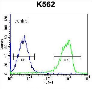 ZNF623 Antibody - ZNF623 Antibody flow cytometry of K562 cells (right histogram) compared to a negative control cell (left histogram). FITC-conjugated goat-anti-rabbit secondary antibodies were used for the analysis.