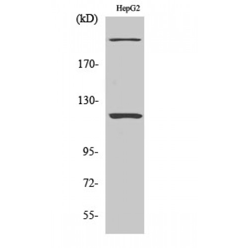 ZNF638 Antibody - Western blot of NP220 antibody