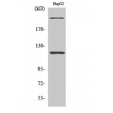 ZNF638 Antibody - Western blot of NP220 antibody