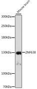ZNF638 Antibody - Western blot analysis of extracts of mouse brain using ZNF638 Polyclonal Antibody at dilution of 1:1000.