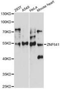 ZNF641 Antibody - Western blot analysis of extracts of various cell lines, using ZNF641 antibody at 1:1000 dilution. The secondary antibody used was an HRP Goat Anti-Rabbit IgG (H+L) at 1:10000 dilution. Lysates were loaded 25ug per lane and 3% nonfat dry milk in TBST was used for blocking. An ECL Kit was used for detection and the exposure time was 30s.