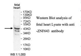 ZNF643 Antibody