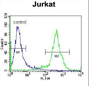 ZNF648 Antibody - ZNF648 Antibody flow cytometry of Jurkat cells (right histogram) compared to a negative control cell (left histogram). FITC-conjugated donkey-anti-rabbit secondary antibodies were used for the analysis.