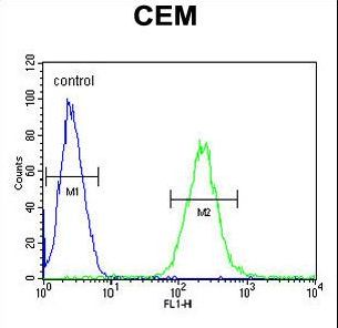 ZNF667 / MIPU1 Antibody - ZNF667 Antibody flow cytometry of CEM cells (right histogram) compared to a negative control cell (left histogram). FITC-conjugated goat-anti-rabbit secondary antibodies were used for the analysis.