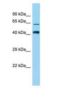 ZNF667 / MIPU1 Antibody - ZNF667 / MIPU1 antibody Western Blot of Rat Brain.  This image was taken for the unconjugated form of this product. Other forms have not been tested.