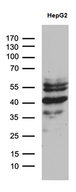 ZNF670 Antibody - Western blot analysis of extracts. (35ug) from Hepg2 cell line by using anti-ZNF670 monoclonal antibody. (1:500)