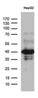 ZNF670 Antibody - Western blot analysis of extracts. (35ug) from Hepg2 cell line by using anti-ZNF670 monoclonal antibody. (1:500)
