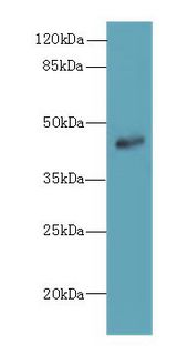 ZNF670 Antibody - Western blot. All lanes: ZNF670 antibody at 5 ug/ml+ HepG-2 whole cell lysate Goat polyclonal to rabbit at 1:10000 dilution. Predicted band size: 45 kDa. Observed band size: 45 kDa.