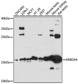 ZNF673 Antibody - Western blot analysis of extracts of various cell lines, using KRBOX4 antibody at 1:3000 dilution. The secondary antibody used was an HRP Goat Anti-Rabbit IgG (H+L) at 1:10000 dilution. Lysates were loaded 25ug per lane and 3% nonfat dry milk in TBST was used for blocking. An ECL Kit was used for detection and the exposure time was 90s.