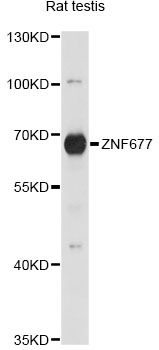 ZNF677 Antibody - Western blot analysis of extracts of rat testis, using ZNF677 antibody at 1:1000 dilution. The secondary antibody used was an HRP Goat Anti-Rabbit IgG (H+L) at 1:10000 dilution. Lysates were loaded 25ug per lane and 3% nonfat dry milk in TBST was used for blocking. An ECL Kit was used for detection and the exposure time was 5s.