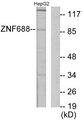 ZNF688 Antibody - Western blot analysis of extracts from HepG2 cells, using ZNF688 antibody.
