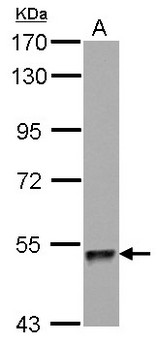 ZNF689 Antibody - Sample (30 ug of whole cell lysate) A: HeLa 7.5% SDS PAGE ZNF689 antibody diluted at 1:1000