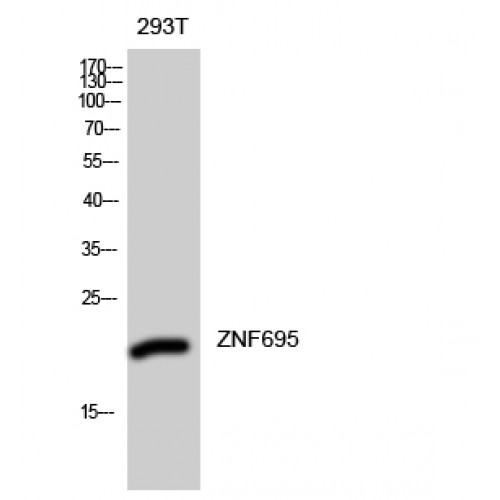 ZNF695 Antibody - Western blot of ZNF695 antibody