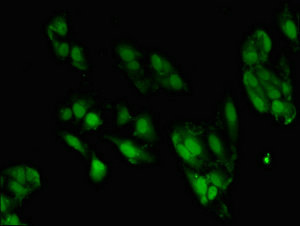 ZNF695 Antibody - Immunofluorescent analysis of Hela cells at a dilution of 1:100 and Alexa Fluor 488-congugated AffiniPure Goat Anti-Rabbit IgG(H+L)