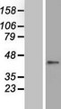 ZNF696 Protein - Western validation with an anti-DDK antibody * L: Control HEK293 lysate R: Over-expression lysate
