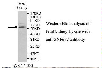 ZNF697 Antibody